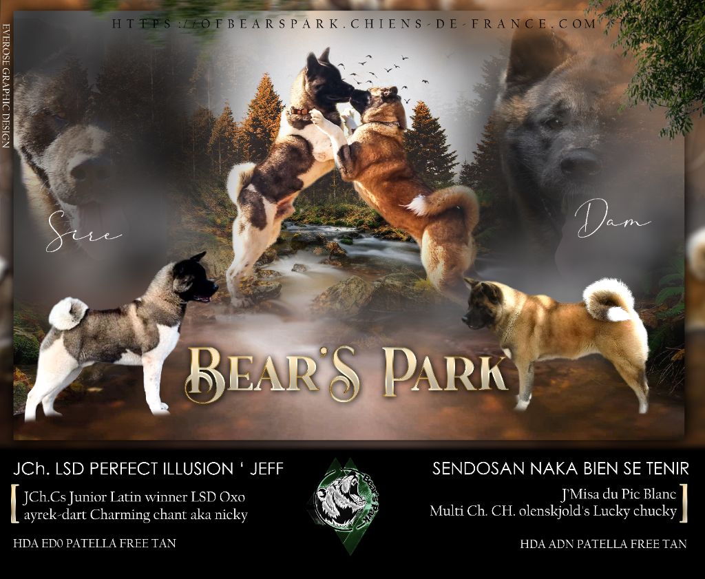 Of Bear's Park - Akita americain - Portée née le 19/12/2021
