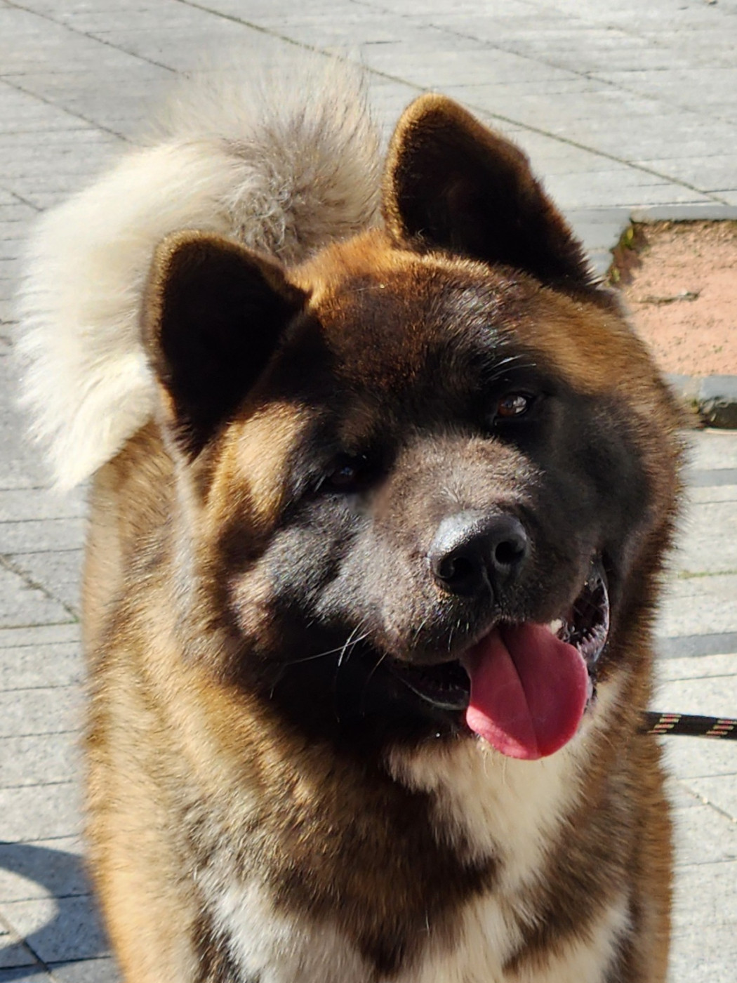 Vikiz Des Gardiens De L'arche De Noé