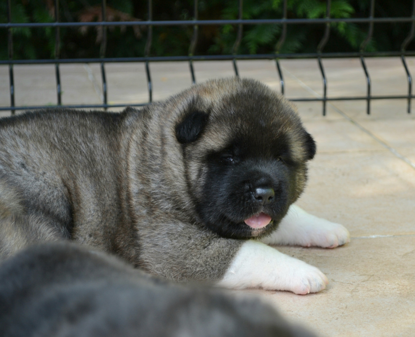 Of Bear's Park - Chiots disponibles - Akita americain