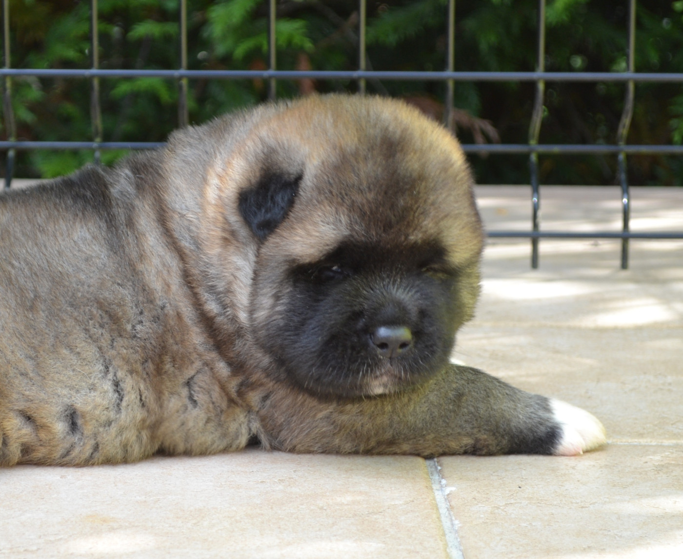 Of Bear's Park - Chiots disponibles - Akita americain