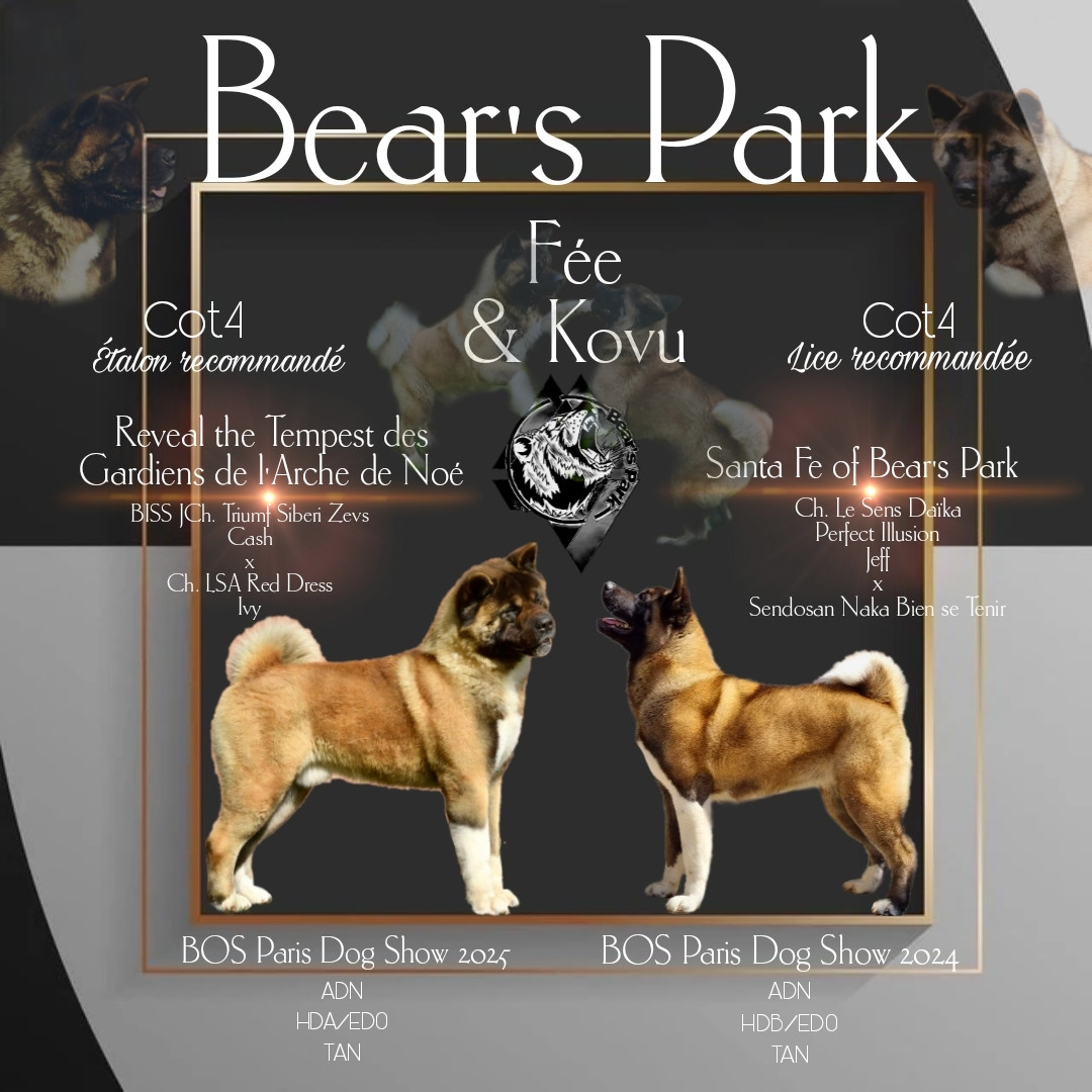 Of Bear's Park - Akita americain - Portée née le 28/08/2025
