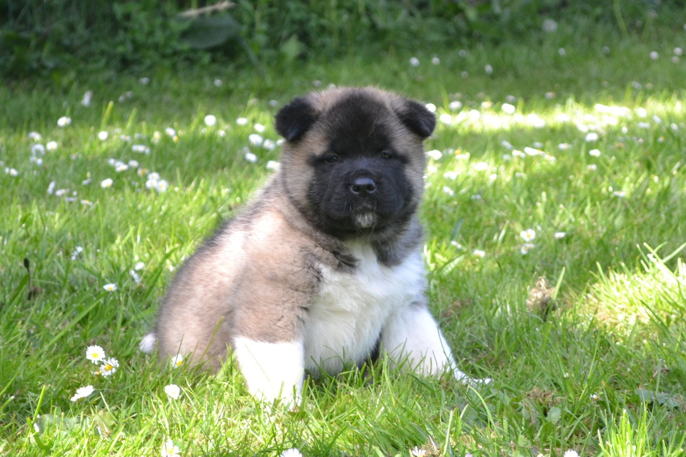 Of Bear's Park - Chiots disponibles - Akita americain