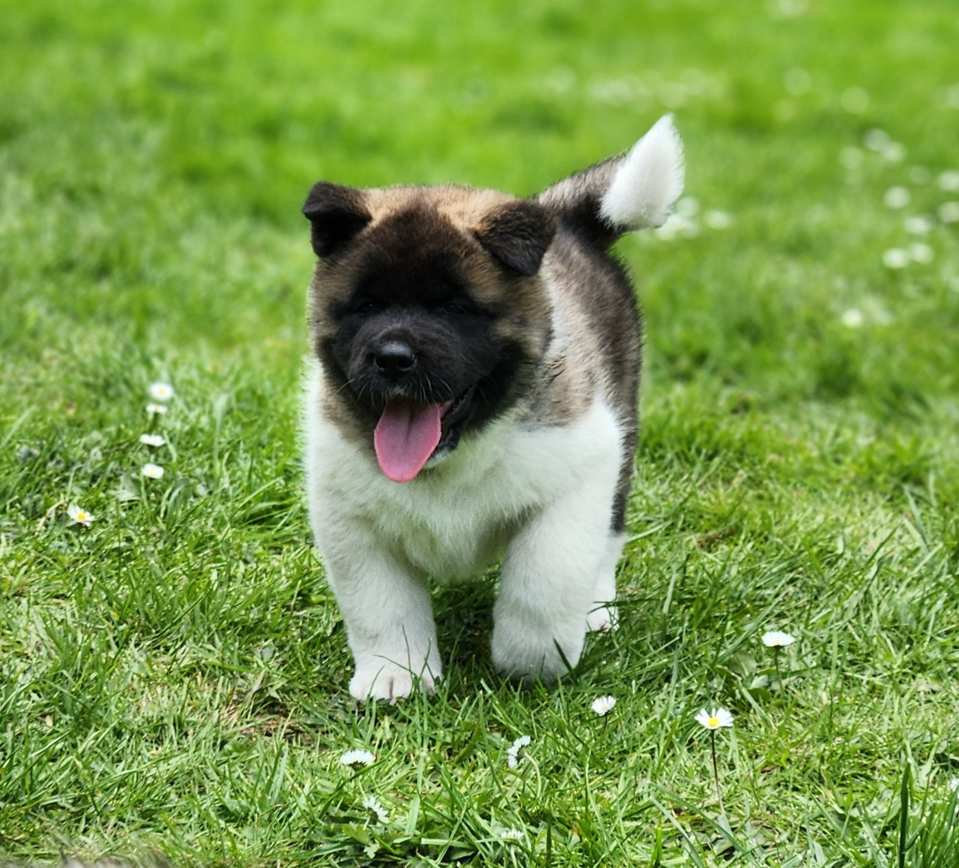 Of Bear's Park - Chiots disponibles - Akita americain