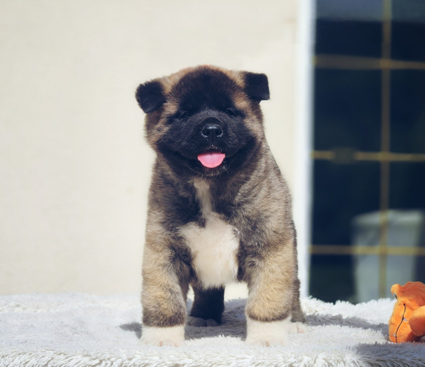 Of Bear's Park - Chiots disponibles - Akita americain