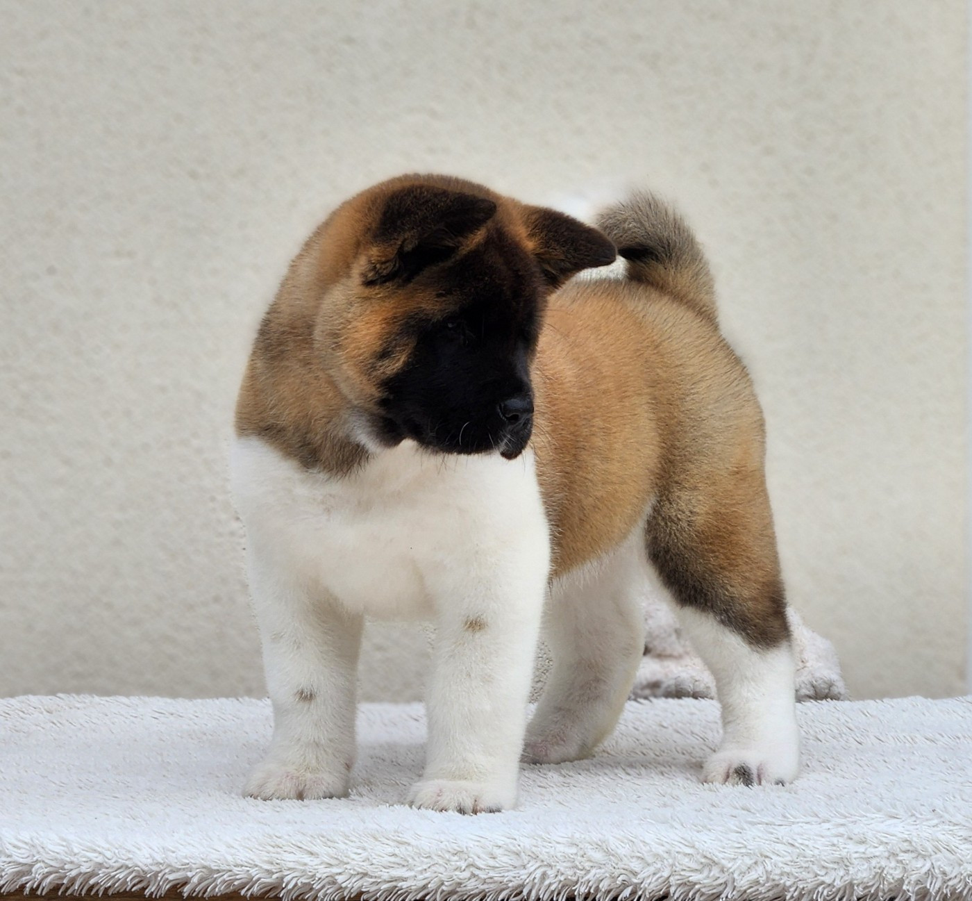 Of Bear's Park - Chiots disponibles - Akita americain